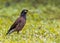 A Myna resting on ground