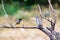 Myna seating on branch of the tree