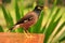 Myna sitting on a table, Ang Thong National Marine Park, Thailand