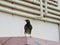 Mynaa Bird standing on side roof
