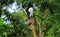 Mynah Bird Jumping in The Air Isolated on Nature Background