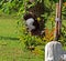 Mynah Bird Jumping in The Air Isolated on Nature Background