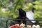 Mynah bird in the Park Cartagena aviary