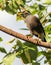 Mynah bird in Sri Lanka.