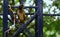 Mynah Sitting on a Garden Fence