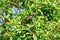 Mynas bird enjoy eating fruit of banyan tree