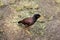 Mynas birds eat the coconut in the garden.