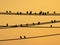 Mynas birds sitting on wires and sunset sky