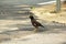 Mynas standing on the ground in the park.