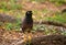 The mynas standing on the tree