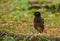 The mynas standing on the tree