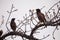 Mynas on stem of an apricot tree with blossoms