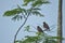 Mynas on tree branch