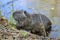 Myocastor coypus is a large herbivorous semiaquatic rodent, small hairy beast on river bank eating green plant