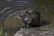 Myocastor coypus nutria large herbivorous semiaquatic rotent eating carrot