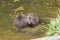 Myocastor coypus nutria large herbivorous semiaquatic rotent eating carrot