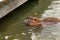 Myocastor coypus. A nutria swims in the water.