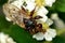 Myopa testacea conopid fly