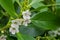 Myoporum laetum; Ngaio Tree native to New Zealand and considered invasive in California