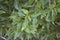 Myoporum laetum shrub