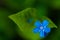 Myosotis beautiful blue forest flower in spring bloosom