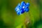 Myosotis beautiful blue forest flower in spring bloosom