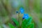 Myosotis beautiful blue forest flower in spring bloosom