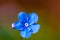 Myosotis beautiful blue forest flower in spring bloosom