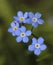 Myosotis from borage family (Boraginaceae)