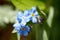 Myosotis, forget-me-not in the Eifel, Germany photographed in spring
