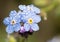 Myosotis, Forget-me-not flowers