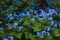 Myosotis forget-me-not flowers background. Gently blue little flowers against a background of lush green foliage.