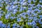 Myosotis forget-me-nots