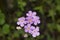 Myosotis a genus of flowering plants in the family Boraginaceae, Forget me not