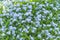 Myosotis sylvatica - the beautiful blue spring flowers