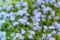 Myosotis sylvatica - the beautiful blue spring flowers