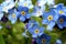 Myosotis sylvatica blue leaflets blurred macro lens closeup close up