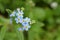 MyosÃ³tis (Myosotis chaffeyorum) â€“ herbaceous plant of the genus Boraginaceae