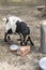 Myotonic Black and White Tennessee Goat in garbage