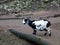 A myotonic or unconscious goat stands on a farm in an animal pen