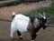 A Myotonic or unconscious goat stands on a farm in an animal pen. The animal is black and white
