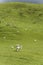 Myriad od sheep on green slope, near Whakarewarewa, Waikato, New Zealand