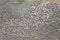 Myriad of sheep on Terminillo barren slopes, near Rieti, Italy