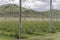 Myriad of wires at hop plants plantation, near Glenhope, Tasman, New Zealand