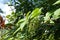 Myriocarpa longipes with flowers on long pendulous string