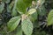 Myriocarpa longipes with flowers on long pendulous string