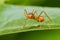 Myrmarachne plataleoides jumping spider