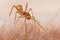 Myrmarachne plataleoides jumping spider