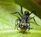 Myrmarachne plataleoides spider