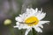 Myrmeleontidae ant lion resting on the flowers